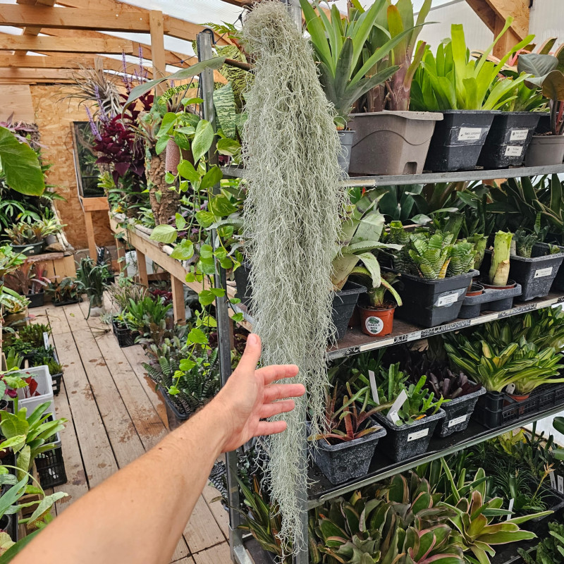 Tillandsia usneoides XL 100–120 cm – Spanish Moss | JungleBox
