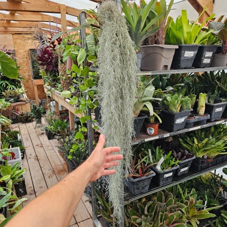 Tillandsia usneoides XL 100–120 cm – Mousse espagnole | JungleBox