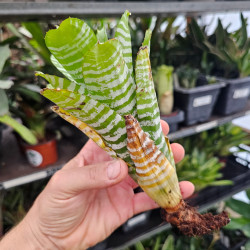 Aechmea chantinii 'Compacta' – Broméliacée terrarium | JungleBox