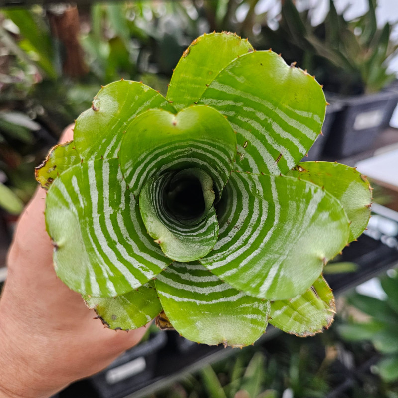 Aechmea chantinii 'Compacta' – Broméliacée terrarium | JungleBox