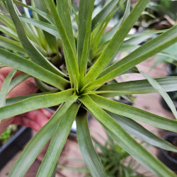 Tillandsia appenii – Ex Vriesea appenii | JungleBox