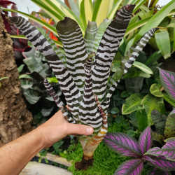 Aechmea chantinii 'Black' – Broméliacée terrarium | JungleBox
