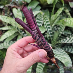 Neoregelia 'Omega' – Broméliacée terrarium | JungleBox