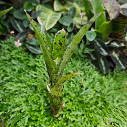 Neoregelia 'Anteia' – Petite broméliacée terrarium | JungleBox