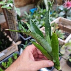 Hohenbergia magnispina – Broméliacée rare | JungleBox