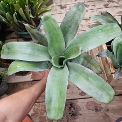 Aechmea mulfordii – Grande broméliacée tropicale | JungleBox