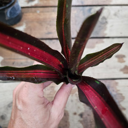 Neoregelia 'Peviento' – Broméliacée sombre | JungleBox