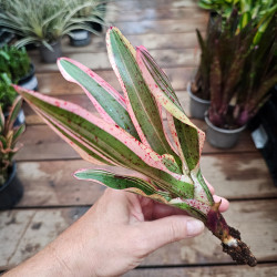 Neoregelia 'Iphigenie' – Broméliacée panachée | JungleBox