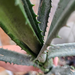 Aechmea tocantina – Broméliacée botanique | JungleBox