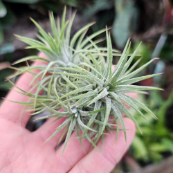 Tillandsia ionantha – Plante aérienne pour terrarium | JungleBox
