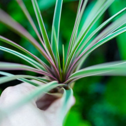 Tillandsia cyanea variegata pour collection et décoration pour votre intérieur