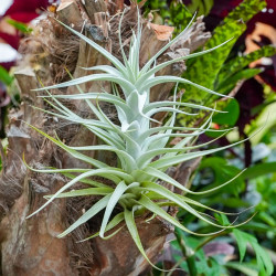 Tillandsia albida – Broméliacée épiphyte rare | JungleBox