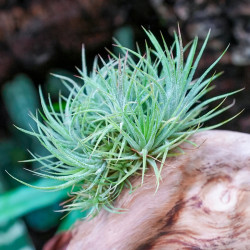 Tillandsia ionantha – Plante aérienne pour terrarium | JungleBox