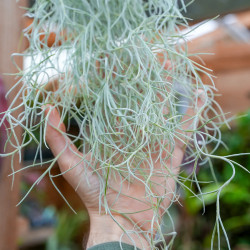 Tillandsia usneoides 50–60 cm – Mousse espagnole | JungleBox