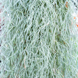 Tillandsia usneoides XL 100–120 cm – Spanish Moss | JungleBox