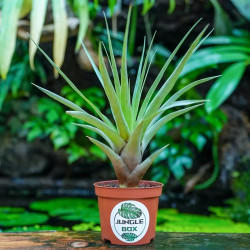 Tillandsia appenii – Ex Vriesea appenii | JungleBox