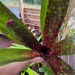 Neoregelia 'Fauna' – Broméliacée terrarium | JungleBox