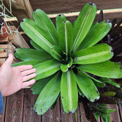 Neoregelia concentrica 'Purple' – Broméliacée pourpre | JungleBox
