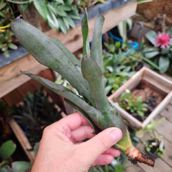 Neoregelia camorimiana 'Black' – Broméliacée sombre | JungleBox