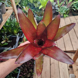 Neoregelia fuego ancho var-giant