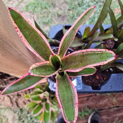 Neoregelia 'Iphigenie' – Broméliacée panachée | JungleBox