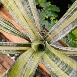 Aechmea fasciata 'Variegata' – Variegated Bromeliad | JungleBox