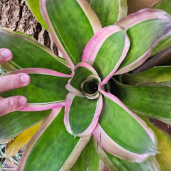 Aechmea lueddemanniana 'Marginata'