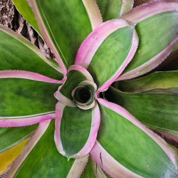Aechmea lueddemanniana 'Marginata' – Broméliacée panachée | JungleBox