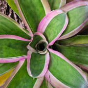 Aechmea lueddemanniana 'Marginata' – Broméliacée panachée | JungleBox