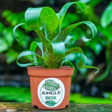 Vriesea fenestralis S 10–15 cm – Broméliacée rare | JungleBox