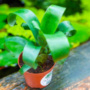 Vriesea fenestralis S 10–15 cm – Broméliacée rare | JungleBox