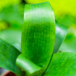 Vriesea fenestralis S 10–15 cm – Broméliacée rare | JungleBox