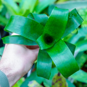 Vriesea fenestralis S 10–15 cm – Broméliacée rare | JungleBox