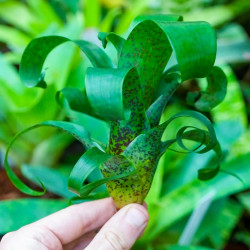 Vriesea fenestralis S 10–15 cm – Rare Bromeliad | JungleBox