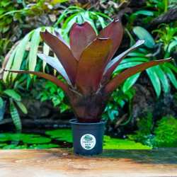 Alcantarea vinicolor – Collector Bromeliad | JungleBox