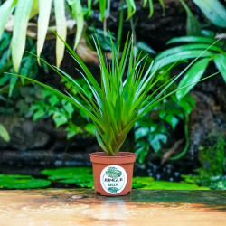 Rare Ecuadorian Bromeliad | JungleBox