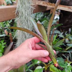 Neoregelia rhoda