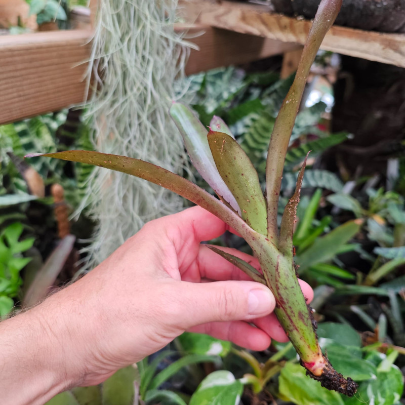 Neoregelia rhoda