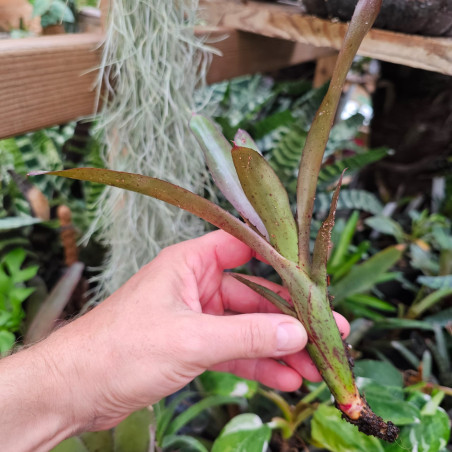 Neoregelia rhoda