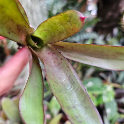 Neoregelia rhoda