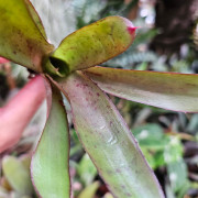 Neoregelia rhoda