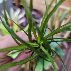 Racinaea crispa Black Form – Terrarium Bromeliad | JungleBox