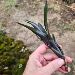 Neoregelia 'Electra' – Broméliacée pour terrarium | JungleBox