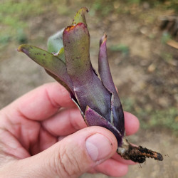 Neoregelia narziss