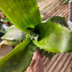 Aechmea bracteata 'Red' – Broméliacée rouge | JungleBox