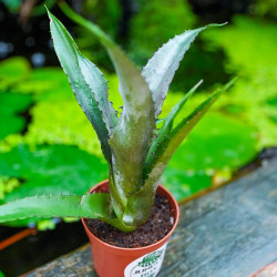 Hohenbergia magnispina – Broméliacée rare | JungleBox