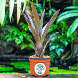 Neoregelia camorimiana 'Black' – Broméliacée sombre | JungleBox