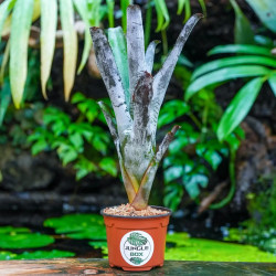 Aechmea 'Buzius' – Broméliacée pour terrarium | JungleBox