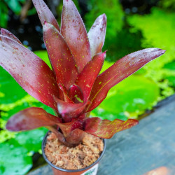 Neoregelia fuego ancho var.giant | Broméliacée | JungleBox