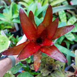 Neoregelia fuego ancho var.giant | Broméliacée | JungleBox